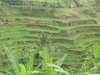 The Oberoi Bali 